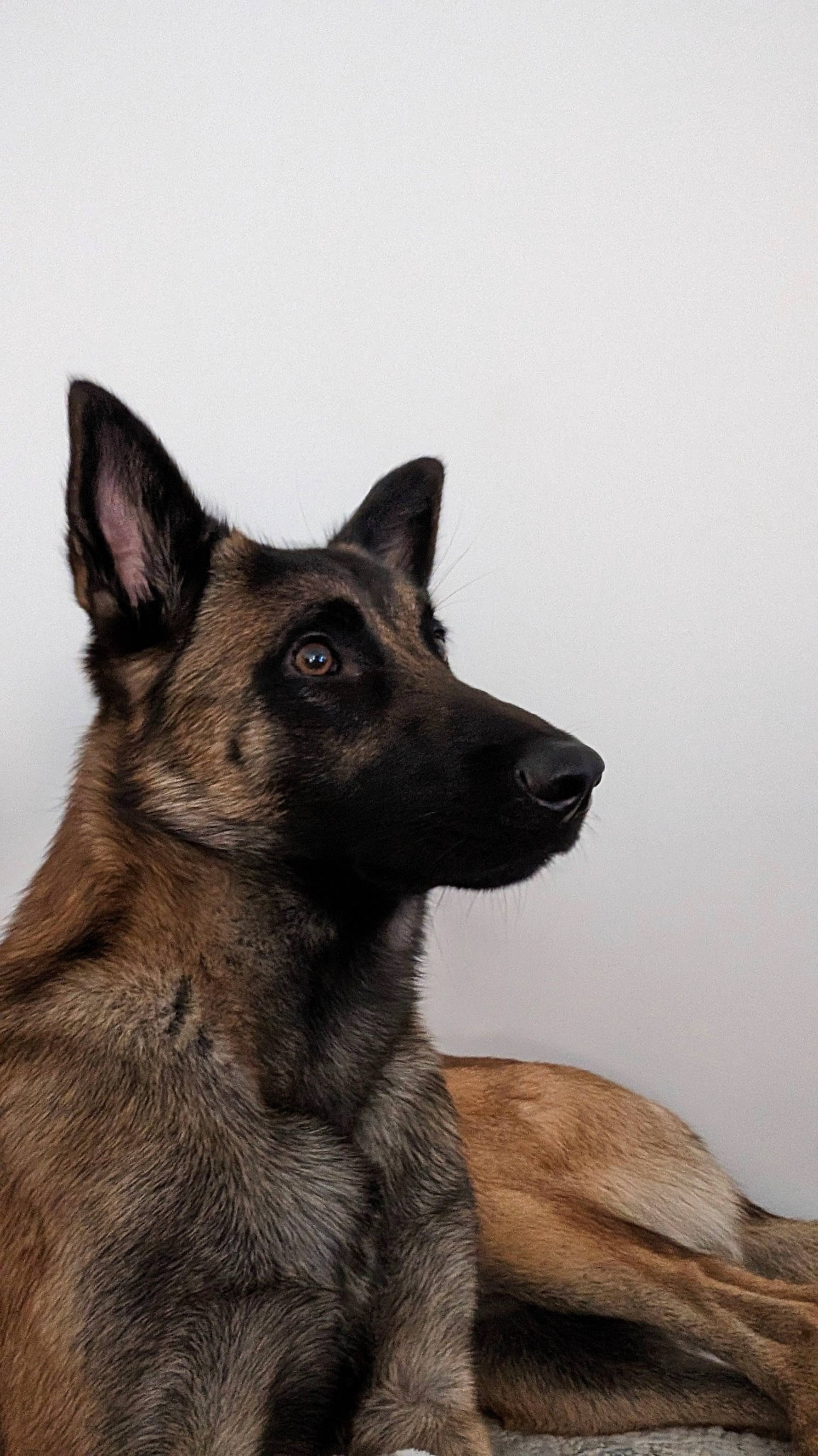Tao participe au concours pour gagner de l'argent avec cette photo : ancient_dog_breeds, canidae, carnivore, dog, dog_breed, east_european_shepherd, fawn, fur, german_shepherd_dog, guard_dog, herding_dog, king_shepherd, old_german_shepherd_dog, snout, terrestrial_animal, whiskers, wildlife, working_animal, working_dog