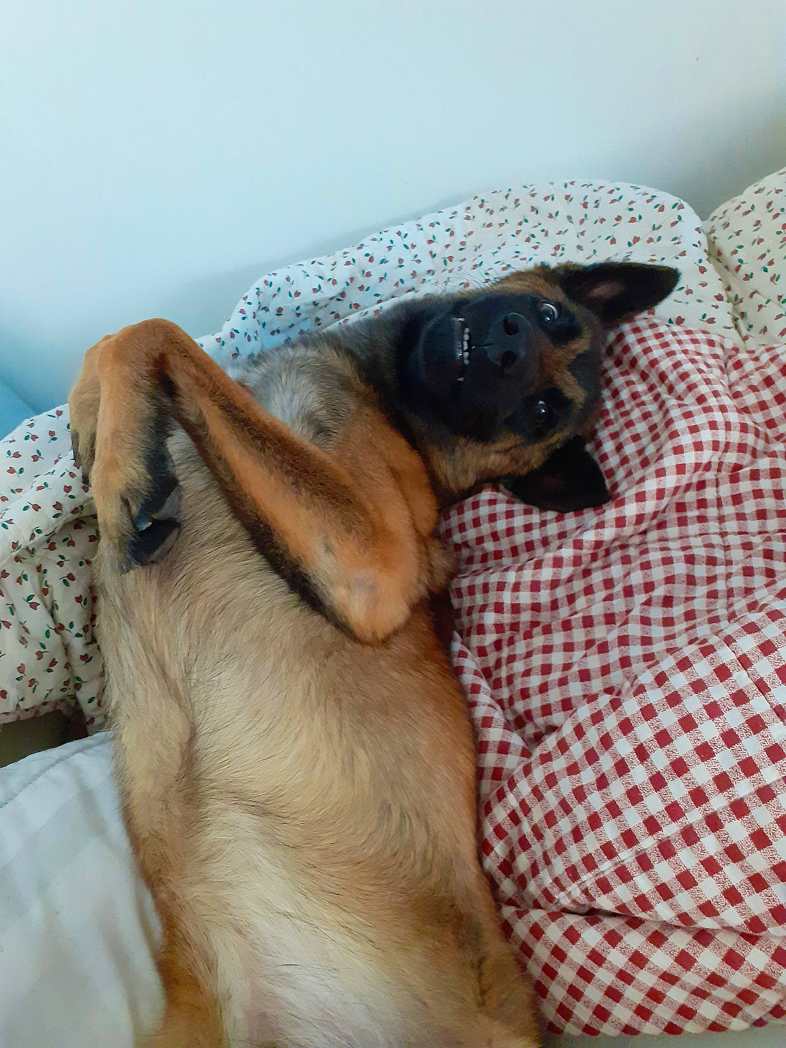 Tao participe au concours pour gagner de l'argent avec cette photo : carnivore, collar, comfort, companion_dog, dog, dog_breed, fawn, fur, guard_dog, linens, paw, pet_supply, snout, sporting_group, terrestrial_animal, toy_dog, vertebrate, whiskers, working_animal, working_dog