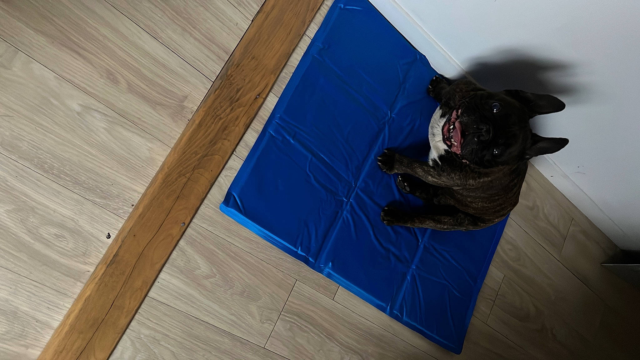 Bouly participe au concours pour gagner de l'argent avec cette photo : carnivore, companion_dog, dog, dog_breed, electric_blue, fawn, felidae, floor, flooring, hardwood, pattern, personal_protective_equipment, plank, rectangle, snout, sporting_group, varnish, wood, wood_stain, working_animal