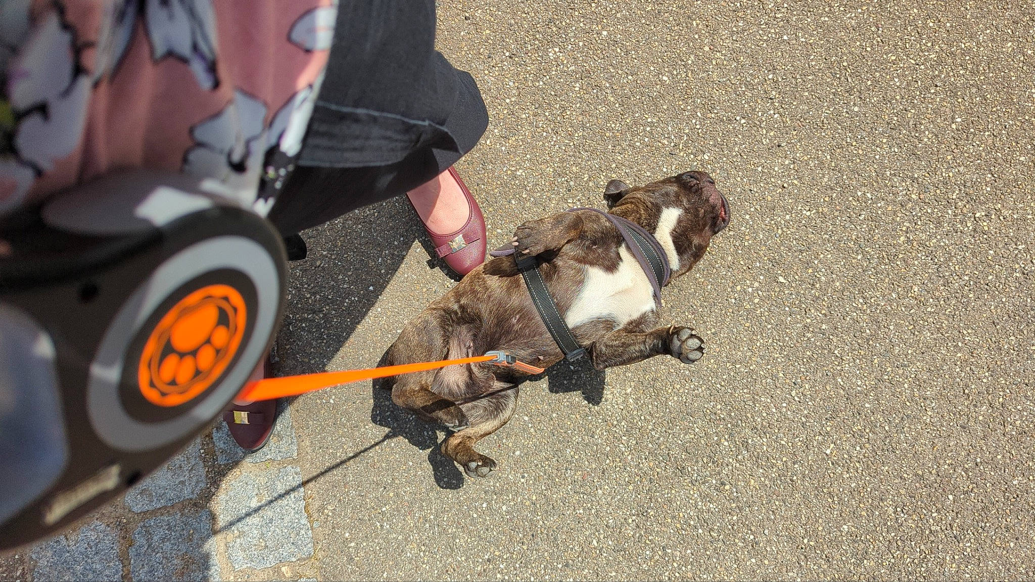 Bouly a rejoint le concours — aidez-le/la à gagner de superbes lots ! asphalt, automotive_tire, automotive_wheel_system, bag, bicycle_accessory, bicycle_tire, carnivore, collar, companion_dog, dog, dog_breed, dog_supply, human_leg, leash, luggage_and_bags, pet_supply, road_surface, shorts, sneakers, wheel