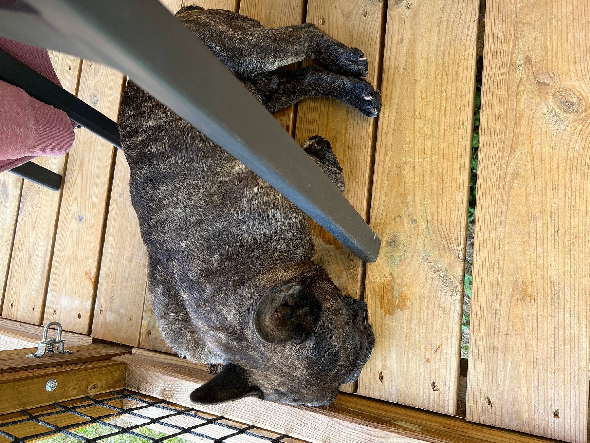 Bouly a rejoint le concours — aidez-le/la à gagner de superbes lots ! canidae, carnivore, fawn, felidae, fish, flooring, fur, hardwood, plank, seafood, small_to_medium_sized_cats, snout, sporting_group, tail, terrestrial_animal, vertebrate, whiskers, wildlife, wood, wood_stain