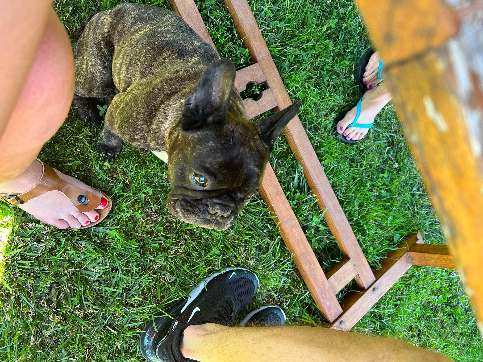 Bouly a rejoint le concours — aidez-le/la à gagner de superbes lots ! carnivore, cat, dog_breed, electric_blue, felidae, foot, grass, grass_family, green, human_leg, lawn, leg, photograph, shoe, small_to_medium_sized_cats, snapshot, snout, tail, thigh, whiskers