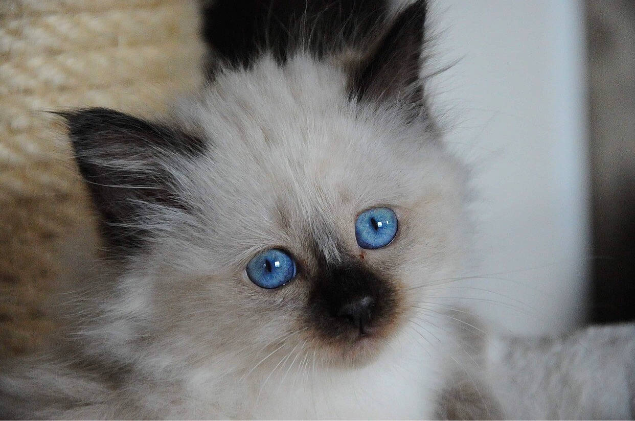 Twixy participe au concours pour gagner de l'argent avec cette photo : balinese, birman, carnivore, cat, curious, electric_blue, eye, fawn, felidae, fur, head, iris, paw, ragdoll, siamese, small_to_medium_sized_cats, snout, terrestrial_animal, thai, whiskers