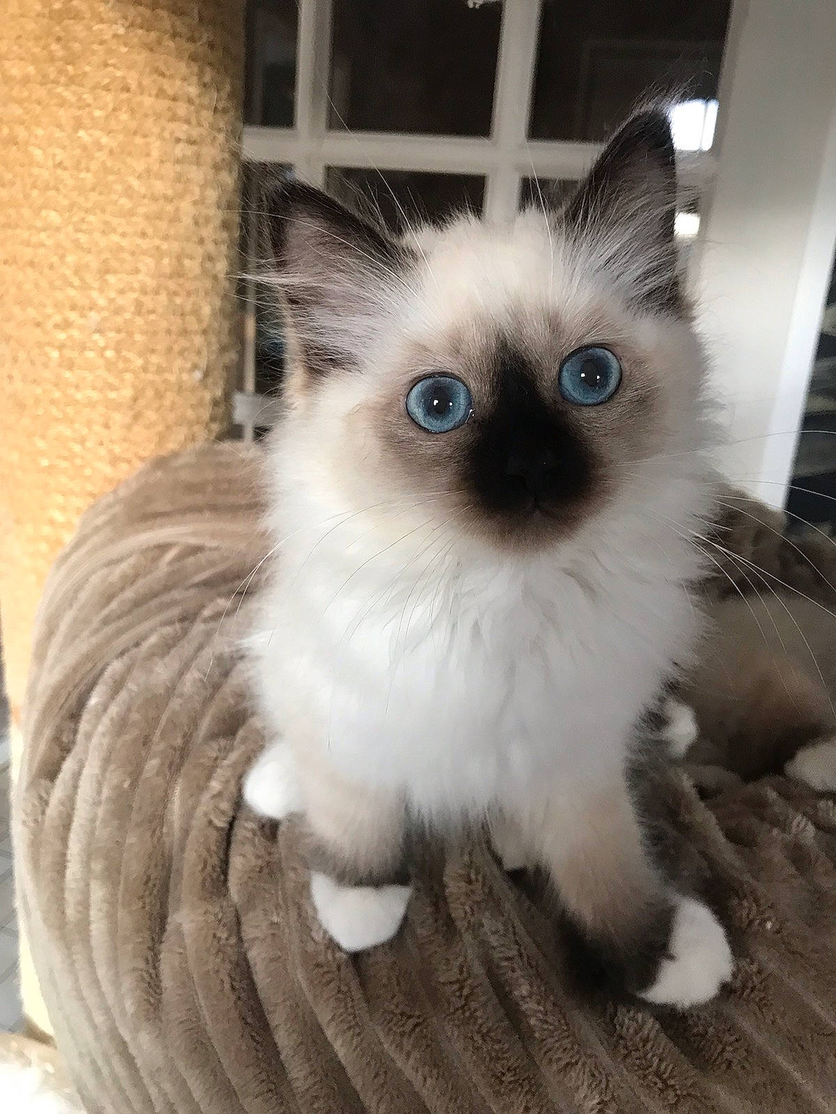 Twixy a rejoint le concours — aidez-le/la à gagner de superbes lots ! balinese, birman, carnivore, cat, eye, fawn, felidae, fur, hair, head, iris, ragdoll, siamese, small_to_medium_sized_cats, snout, tail, terrestrial_animal, thai, whiskers