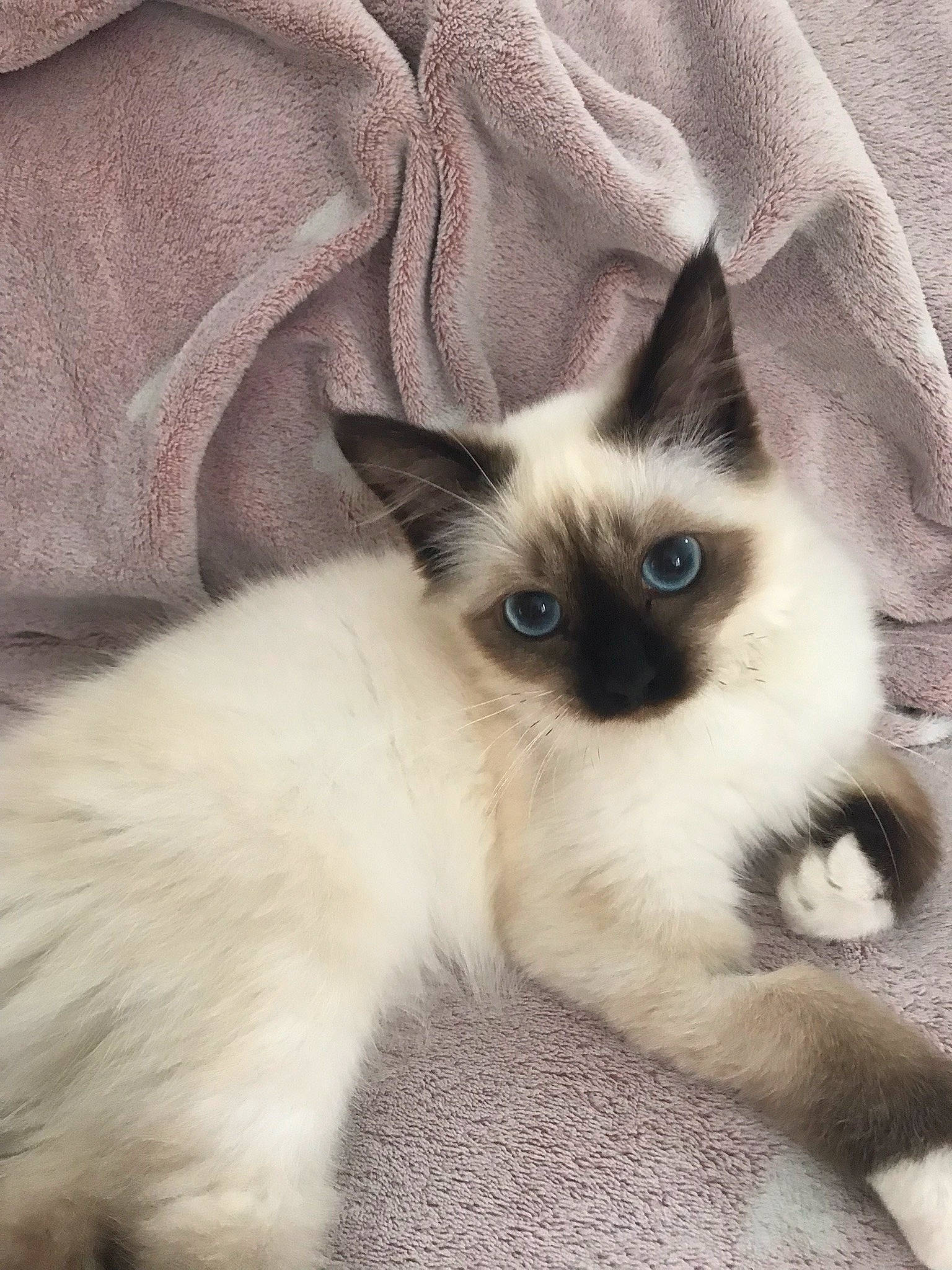 Twixy a rejoint le concours — aidez-le/la à gagner de superbes lots ! birman, carnivore, cat, comfort, fawn, felidae, foot, fur, head, pattern, siamese, small_to_medium_sized_cats, snout, terrestrial_animal, whiskers