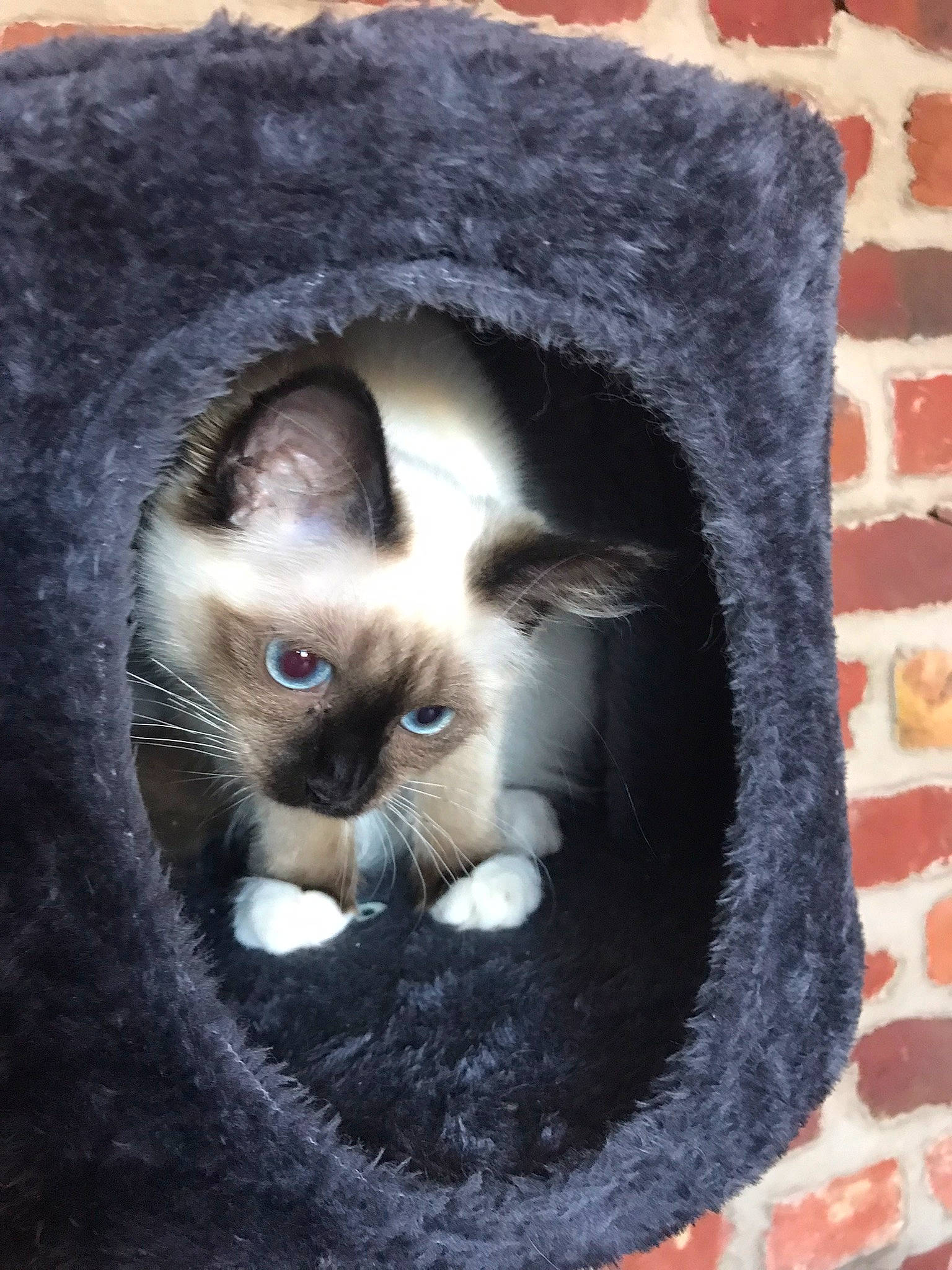 Twixy a rejoint le concours — aidez-le/la à gagner de superbes lots ! art, balinese, brick, brickwork, carnivore, cat, cat_furniture, cat_supply, domestic_short_haired_cat, fawn, felidae, fur, plant, siamese, small_to_medium_sized_cats, snout, tail, tree, whiskers, window