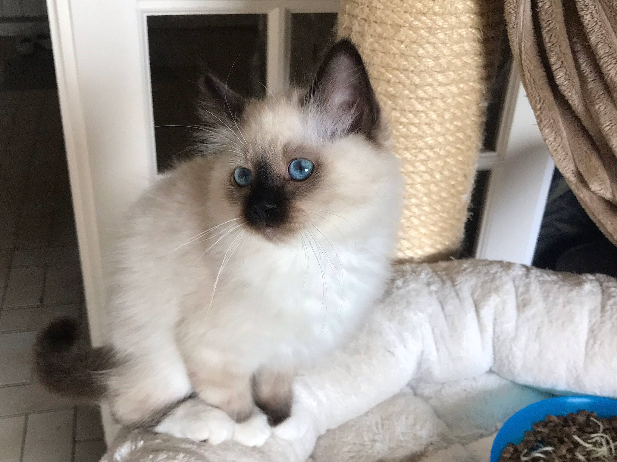 Twixy a rejoint le concours — aidez-le/la à gagner de superbes lots ! balinese, birman, carnivore, cat, cat_supply, comfort, eye, fawn, felidae, fur, iris, paw, ragdoll, siamese, small_to_medium_sized_cats, snout, tail, thai, tonkinese, whiskers