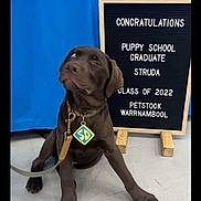 Struda joined the competition — help win amazing prizes! puppy, dog, brown_dog, leash, tag, letter_board, blue_background, floor, sitting, graduation, congratulations, indoor, pet, young_dog, canine, animal, cute, portrait, looking_away, celebration