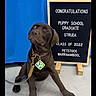 puppy, dog, brown_dog, leash, tag, letter_board, blue_background, floor, sitting, graduation, congratulations, indoor, pet, young_dog, canine, animal, cute, portrait, looking_away, celebration