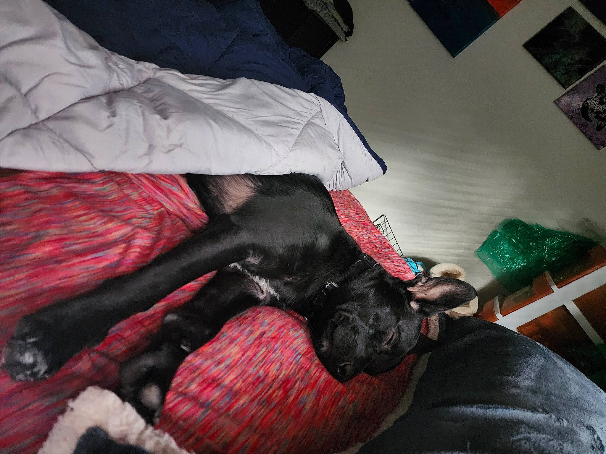 Gotham joined the competition — help win amazing prizes! bed, canidae, carmine, carnivore, comfort, companion_dog, couch, dog, dog_breed, fur, human_leg, linens, magenta, nap, room, sporting_group, textile, tints_and_shades, tree, wrist