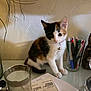 bell, calico, cat, clutter, collar, curious, desk, feline, glass, indoor, kitten, papers, pens, pet, shadow, small, table, wall, writing_instruments, young