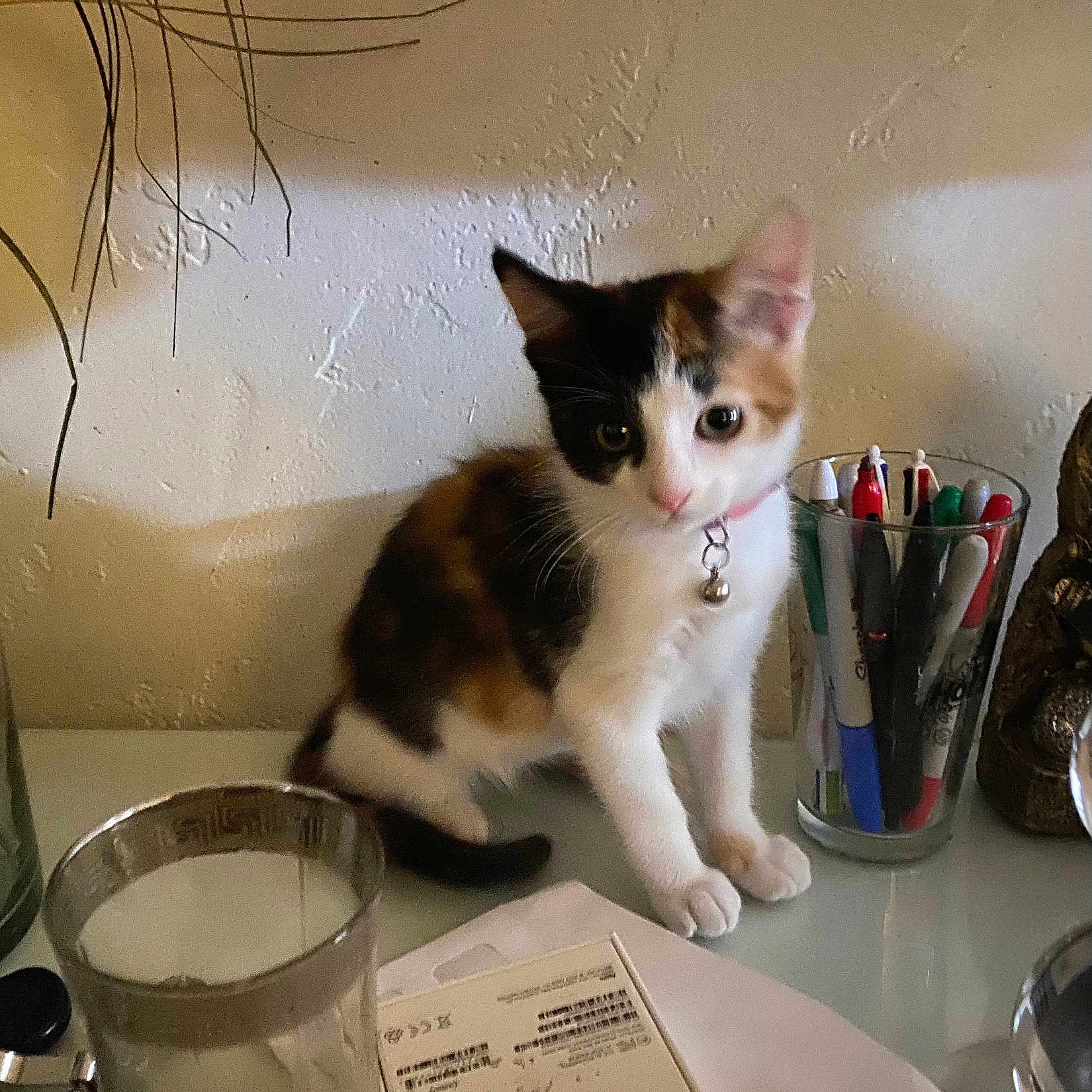 Fanta Dream is registered to the contest to win money with this photo: bell, calico, cat, clutter, collar, curious, desk, feline, glass, indoor, kitten, papers, pens, pet, shadow, small, table, wall, writing_instruments, young