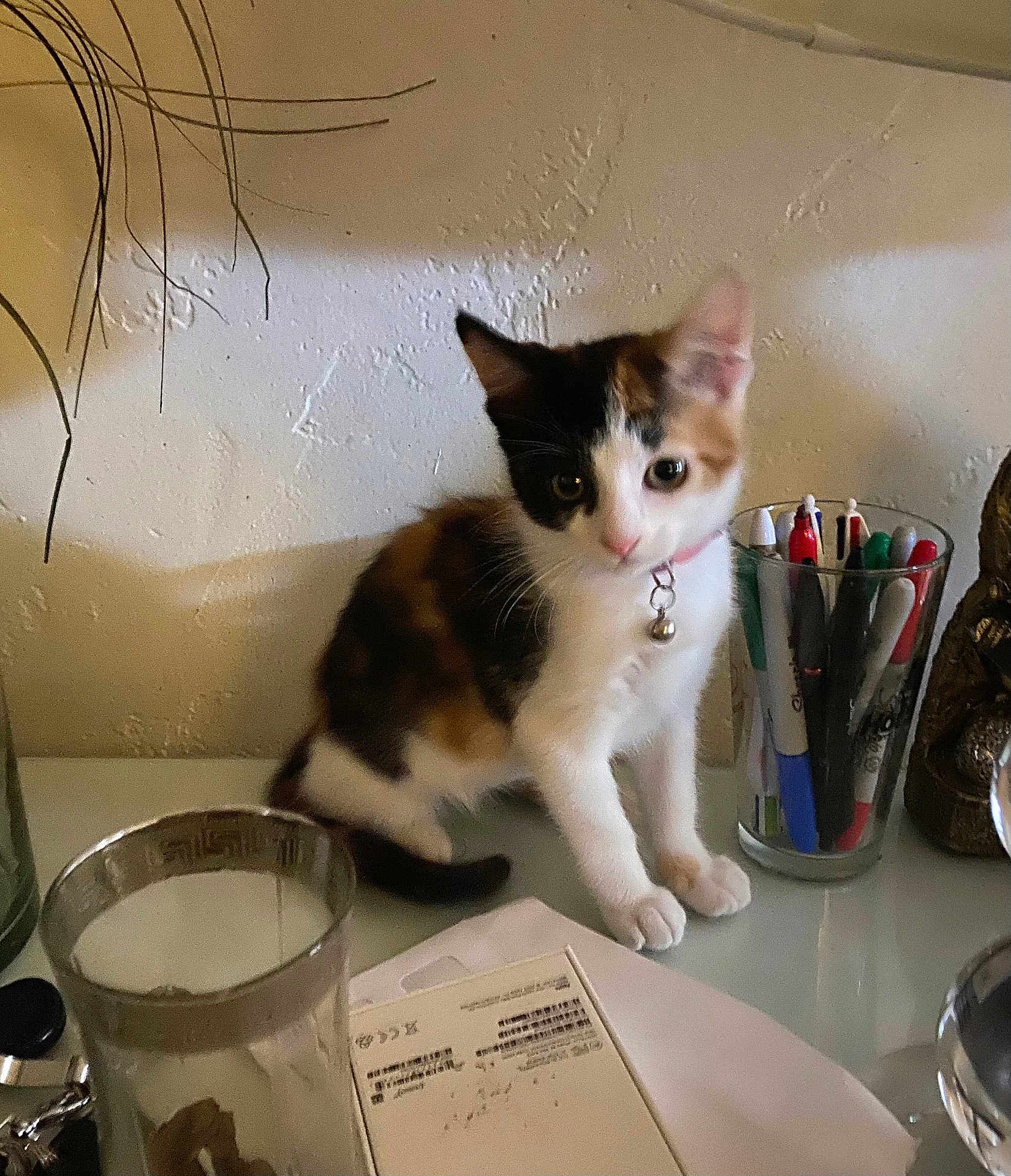 Fanta Dream is registered to the contest to win money with this photo: bell, calico, cat, clutter, collar, curious, desk, feline, glass, indoor, kitten, papers, pens, pet, shadow, small, table, wall, writing_instruments, young