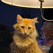Bubba is registered to the contest to win money with this photo: cat, orange_cat, fluffy, lamp, indoor, table, elderly_man, glasses, beverage_cup, reading_material, nightstand, cozy, domestic, pet, feline, whiskers, portrait, seated, warm_light, human