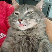 Bela is registered to the contest to win money with this photo: animal, cat, closeup, companion, cute, domestic_animal, ears, face, feline, fluffy, fur, gray_cat, holding, indoor, person, pet, red_shirt, relaxed, tongue_out, whiskers