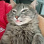 animal, cat, closeup, companion, cute, domestic_animal, ears, face, feline, fluffy, fur, gray_cat, holding, indoor, person, pet, red_shirt, relaxed, tongue_out, whiskers