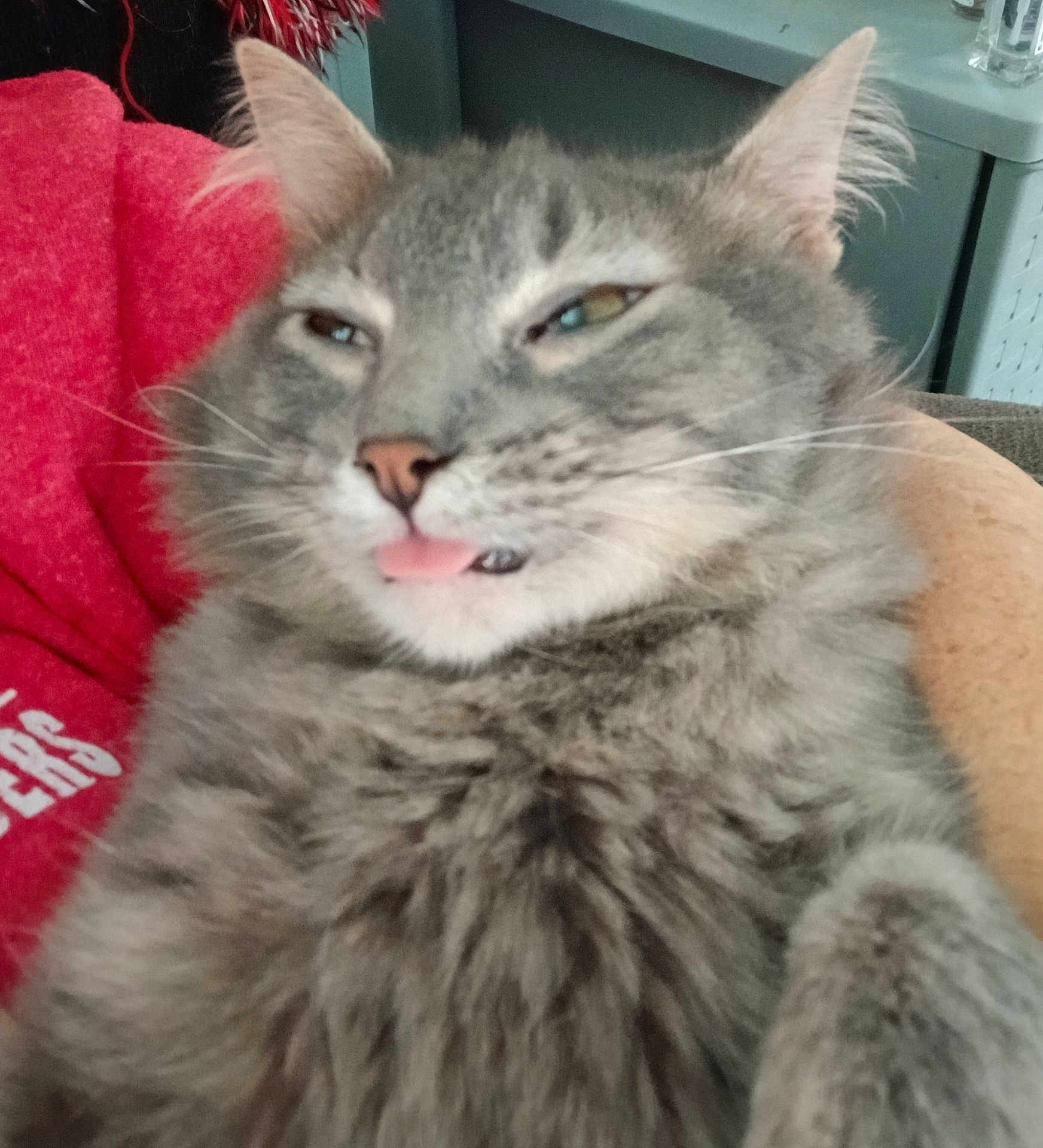 Bela