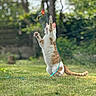 Vanille a rejoint le concours — aidez-le/la à gagner de superbes lots ! cat, feline, orange_and_white, pet, animal, outdoor, grass, garden, forest, trees, leash, toy, playing, jumping, standing, reaching, focused, action_shot, bokeh, nature