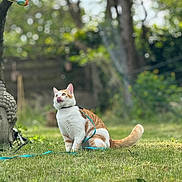 Vanille a rejoint le concours — aidez-le/la à gagner de superbes lots ! cat, ginger_cat, white_cat, animal, pet, sitting, outdoor, garden, grass, lawn, tree, branch, bird, colorful_bird, leash, collar, tongue_out, whiskers, bokeh, nature