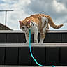 Vanille a rejoint le concours — aidez-le/la à gagner de superbes lots ! cat, orange_cat, white_cat, pet, feline, animal, rooftop, outdoor, steps, staircase, leash, turquoise, cloudy_sky, clouds, roof, balcony, walking, standing, close_up, photography
