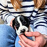 puppy, dog, black_and_white, pet, animal, portrait, close_up, face, eyes, nose, cuddling, hands, person, striped_sweater, blue_jeans, indoor, cozy, cute, photography, puppy_portrait
