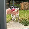 dog, puppy, stuffed_animal, plush_toy, pink_toy, carrying, outdoor, backyard, grass, garden, wooden_stump, railing, doorway, window, black_and_white, animal, pet, candid, funny, portrait