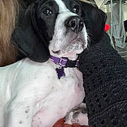 Apollo participe au concours pour gagner de l'argent avec cette photo : dog, puppy, black_and_white, pet, portrait, close_up, face, eyes, nose, collar, purple_collar, tag, butterfly_tag, cuddling, person, indoors, couch, blanket, paws, cute