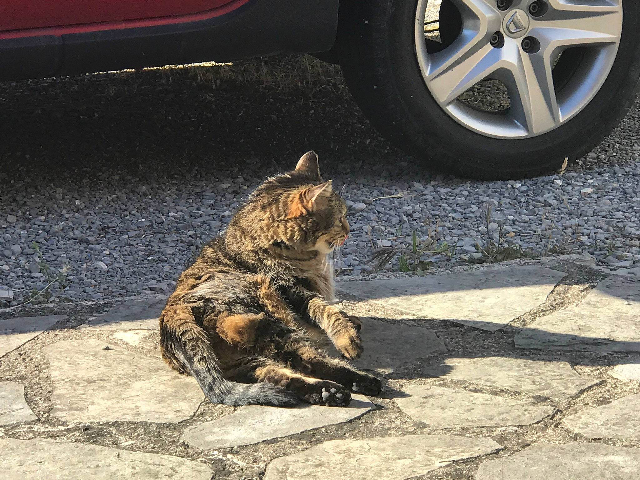 Calie participe au concours pour gagner de l'argent avec cette photo : auto_part, automotive_tire, automotive_wheel_system, car, carnivore, cat, domestic_short_haired_cat, dragon_li, european_shorthair, felidae, rim, small_to_medium_sized_cats, tabby_cat, tire, vehicle, wheel, whiskers