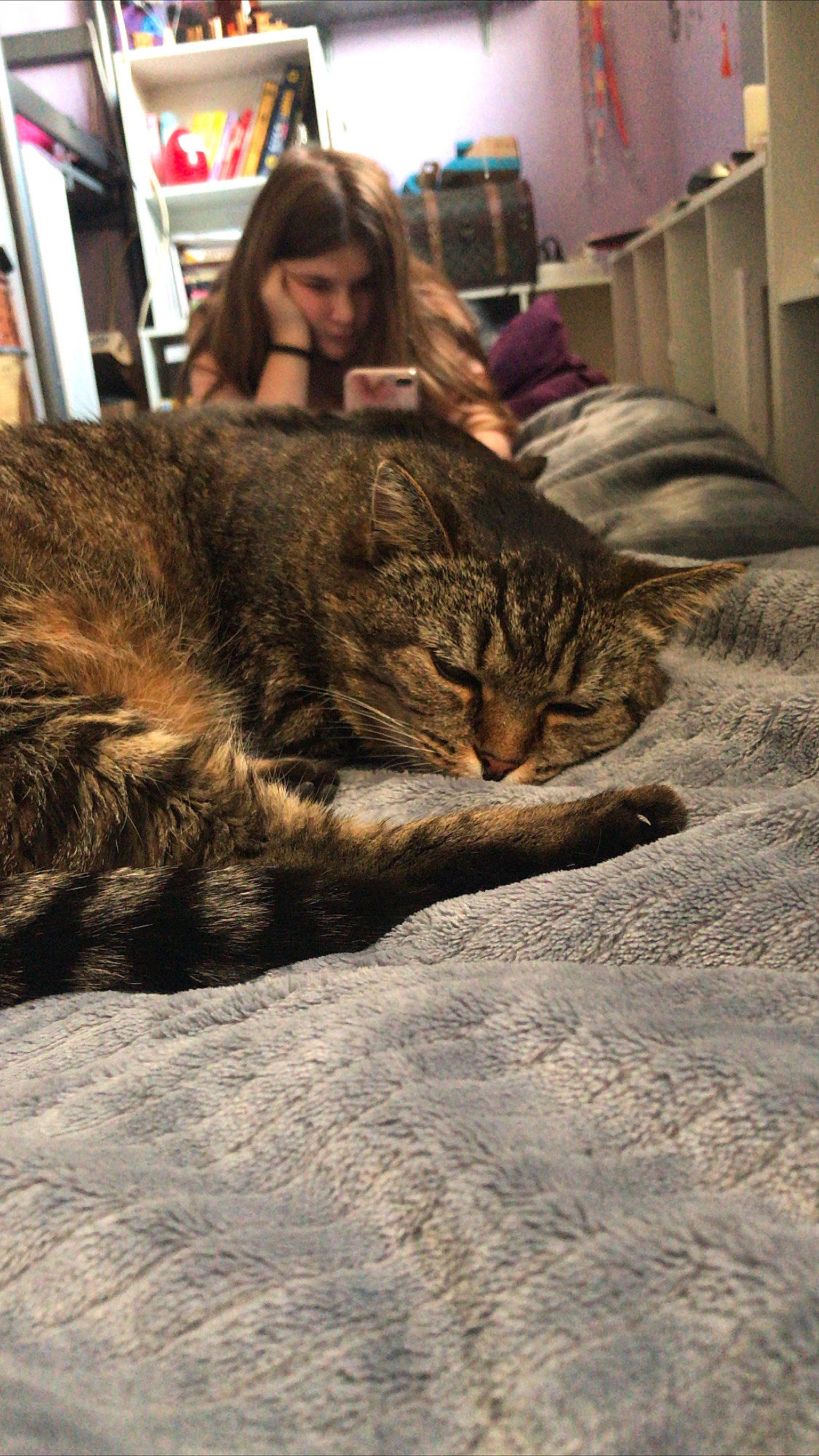 Calie participe au concours pour gagner de l'argent avec cette photo : asian, bed, carnivore, cat, domestic_short_haired_cat, dragon_li, european_shorthair, felidae, fur, nap, pixie_bob, sleep, small_to_medium_sized_cats, snout, tabby_cat, whiskers, wild_cat