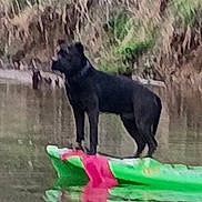 Shadow joined the competition — help win amazing prizes! animal, black_dog, body_of_water, canine, daytime, dog, floating, green, kayak, lake, nature, outdoor, pet, pink, reflection, river, standing, water, wildlife, woods