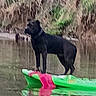 animal, black_dog, body_of_water, canine, daytime, dog, floating, green, kayak, lake, nature, outdoor, pet, pink, reflection, river, standing, water, wildlife, woods