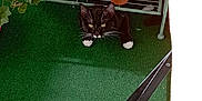 Aponie a rejoint le concours — aidez-le/la à gagner de superbes lots ! cat, plant, potted_plant, succulent, cactus, green_carpet, metal_shelf, yellow_wall, indoor, pet, animal, black_and_white_cat, curious, feline, chair, shadow, leaves, pot, flower_pot, nature