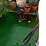 cat, plant, potted_plant, succulent, cactus, green_carpet, metal_shelf, yellow_wall, indoor, pet, animal, black_and_white_cat, curious, feline, chair, shadow, leaves, pot, flower_pot, nature