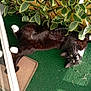 cat, black_and_white_cat, pet, animal, green_carpet, plant, variegated_leaves, lattice, relaxed, sunlight, outdoor, curious, feline, whiskers, paws, window, door, home, nature, resting