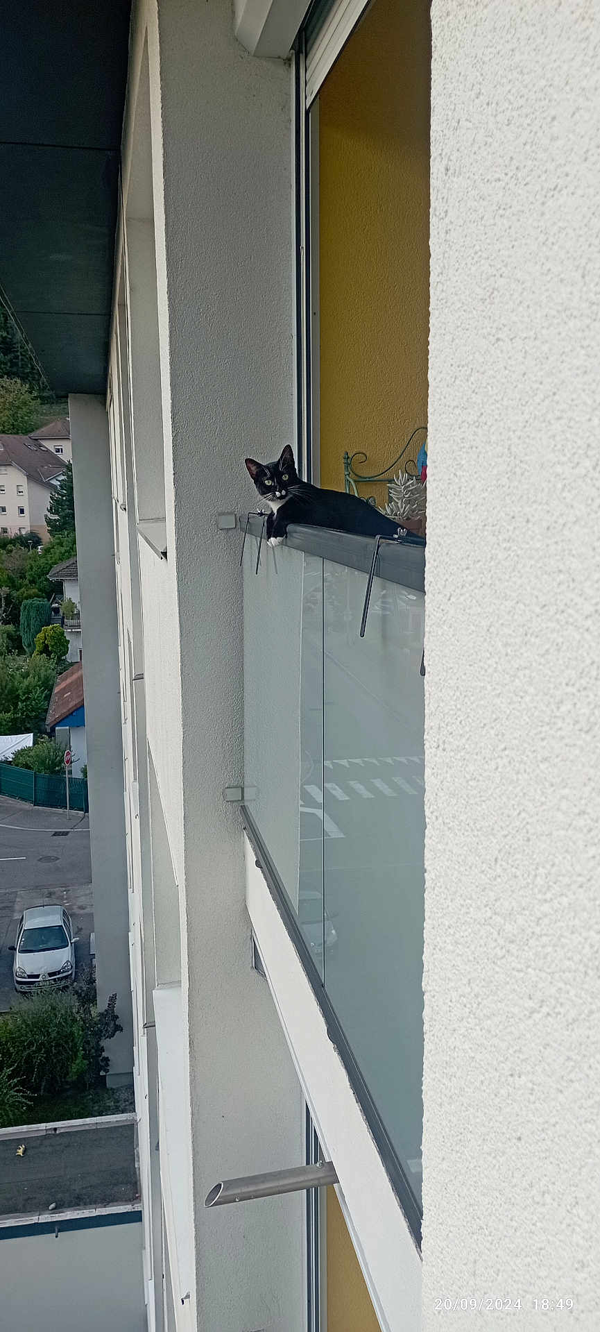 Aponie participe au concours pour gagner de l'argent avec cette photo : cat, balcony, apartment_building, railing, urban, outdoor, daylight, black_and_white_cat, glass_panel, residential, building_wall, window, car, tree, street, sidewalk, curious, animal, pet, nature