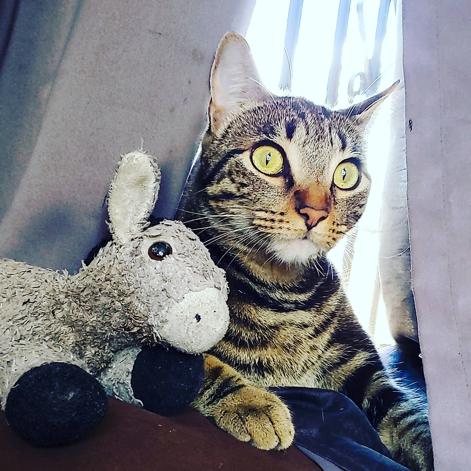 Killer joined the competition — help win amazing prizes! art, carnivore, cat, domestic_short_haired_cat, felidae, fur, illustration, pattern, paw, rectangle, small_to_medium_sized_cats, snout, square, stuffed_toy, tail, terrestrial_animal, toy, visual_arts, whiskers, wildlife