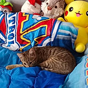 Plume a rejoint le concours — aidez-le/la à gagner de superbes lots ! animal, bed, blue_bedspread, bunny_toy, cat, colorful, cozy, cute, feline, home, indoor, pet, pikachu, plush_toys, relaxed, resting, soft_toys, striped_cat, stuffed_animals, tabby