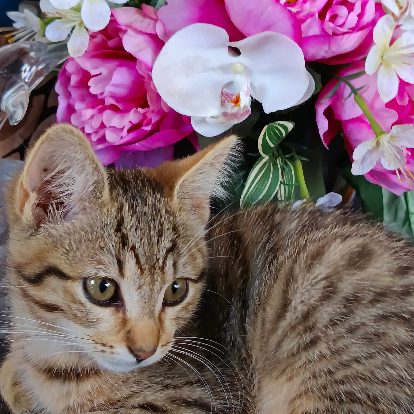 Plume a rejoint le concours — aidez-le/la à gagner de superbes lots ! animal, bouquet, cat, closeup, curious, cute, flora, flowers, fur, indoor, kitten, nature, pet, pink, relaxing, soft, tabby, whiskers, white, young