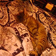 Della Rose is registered to the contest to win money with this photo: animal, bedroom, blanket, cat, comfort, cozy, cute, feline, fur, home, indoor, patterned_blanket, pet, relaxed, resting, sleeping, striped, tabby, television, warm_lighting