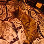 animal, bedroom, blanket, cat, comfort, cozy, cute, feline, fur, home, indoor, patterned_blanket, pet, relaxed, resting, sleeping, striped, tabby, television, warm_lighting