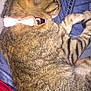 Della Rose is registered to the contest to win money with this photo: animal, bow, cat, closeup, collar, comfort, cozy, cute, domestic_animal, friendship, fur, indoor, jeans, lap, mammal, pet, resting, sleeping, striped, tabby_cat