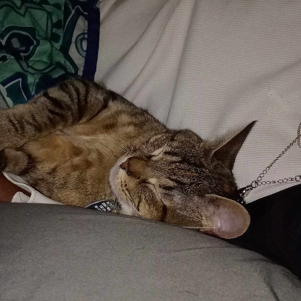 Della Rose joined the competition — help win amazing prizes! animal, blanket, cat, chain, closeup, comfort, companion, cozy, domestic, fur, home, indoor, lying_down, person, pet, relaxation, resting, shirt, sleeping, tabby