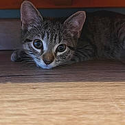 Amaya a rejoint le concours — aidez-le/la à gagner de superbes lots ! kitten, tabby, cat, pet, animal, floor, wood, toy, ball, playful, curious, indoor, young, whiskers, ears, paws, closeup, feline, resting, brown