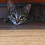 kitten, tabby, cat, pet, animal, floor, wood, toy, ball, playful, curious, indoor, young, whiskers, ears, paws, closeup, feline, resting, brown