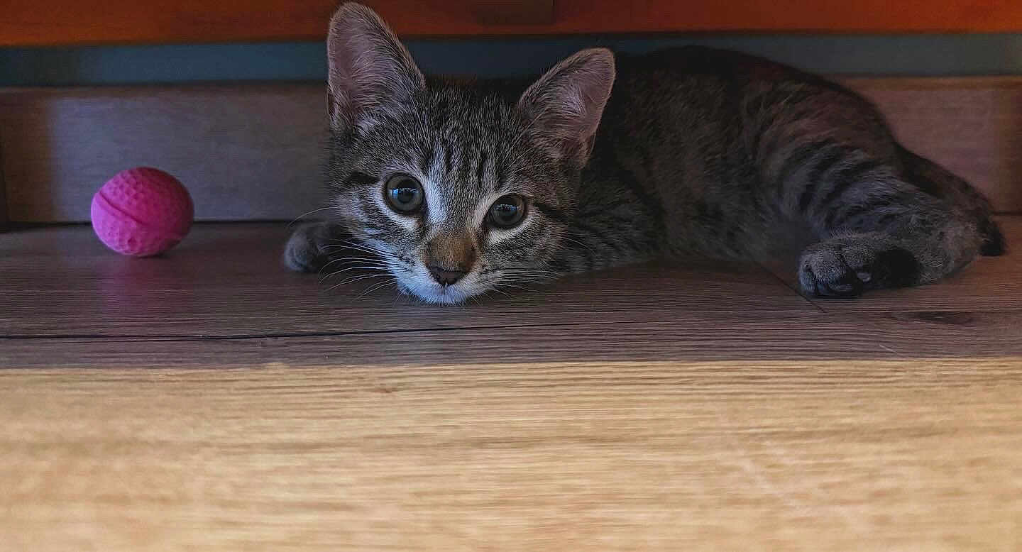 Amaya a rejoint le concours — aidez-le/la à gagner de superbes lots ! kitten, tabby, cat, pet, animal, floor, wood, toy, ball, playful, curious, indoor, young, whiskers, ears, paws, closeup, feline, resting, brown