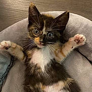 Ingrid is registered to the contest to win money with this photo: animal, bed, calico, cat, cozy, curious, cute, feline, fur, indoor, kitten, lying_down, paws, pet, playful, resting, small, whiskers, wooden_floor, young