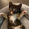 animal, bed, calico, cat, cozy, curious, cute, feline, fur, indoor, kitten, lying_down, paws, pet, playful, resting, small, whiskers, wooden_floor, young