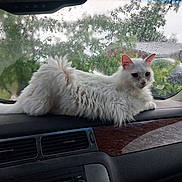 Rainn is registered to the contest to win money with this photo: animal, car_interior, cat, cute, dashboard, daylight, ears, feline, fluffy, fur, indoor, nature_outside, pet, rain, relaxed, tail, vehicle, wet_window, white_cat, window