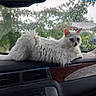 cat, white_cat, fluffy, dashboard, car_interior, rain, wet_window, window, animal, pet, feline, relaxed, indoor, vehicle, cute, fur, ears, tail, nature_outside, daylight