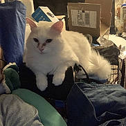 Rainn joined the competition — help win amazing prizes! animal, boxes, cat, clutter, cozy, domestic, ears, feline, fluffy, furniture, household_items, indoor, nose_marking, pet, relaxed, resting, sitting, soft_lighting, tail, white_cat